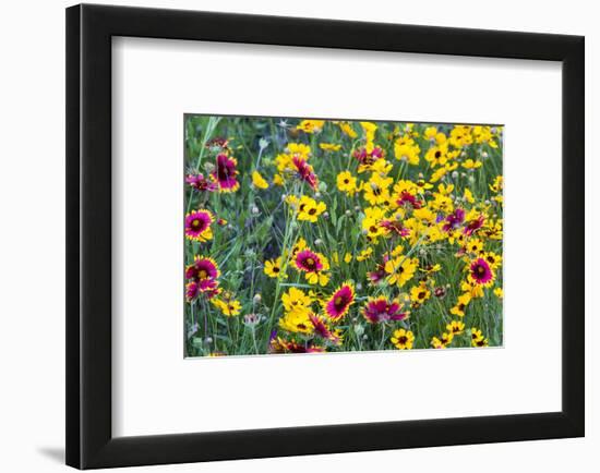 Prairie Wildflowers in Hill Country Near Johnson City, Texas, Usa-Chuck Haney-Framed Photographic Print