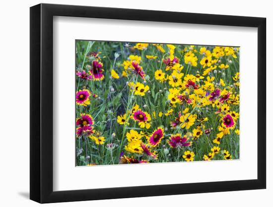 Prairie Wildflowers in Hill Country Near Johnson City, Texas, Usa-Chuck Haney-Framed Photographic Print