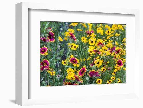 Prairie Wildflowers in Hill Country Near Johnson City, Texas, Usa-Chuck Haney-Framed Photographic Print