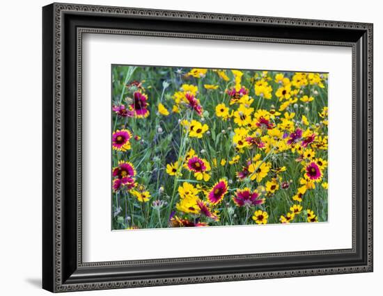 Prairie Wildflowers in Hill Country Near Johnson City, Texas, Usa-Chuck Haney-Framed Photographic Print