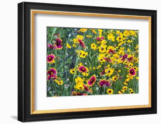 Prairie Wildflowers in Hill Country Near Johnson City, Texas, Usa-Chuck Haney-Framed Photographic Print