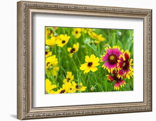 Prairie Wildflowers in Hill Country Near Johnson City, Texas, Usa-Chuck Haney-Framed Photographic Print