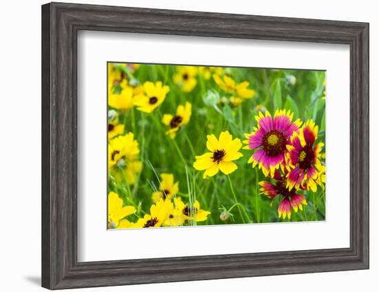 Prairie Wildflowers in Hill Country Near Johnson City, Texas, Usa-Chuck Haney-Framed Photographic Print