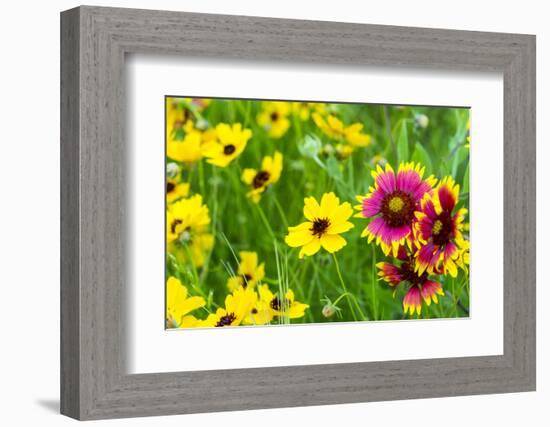 Prairie Wildflowers in Hill Country Near Johnson City, Texas, Usa-Chuck Haney-Framed Photographic Print