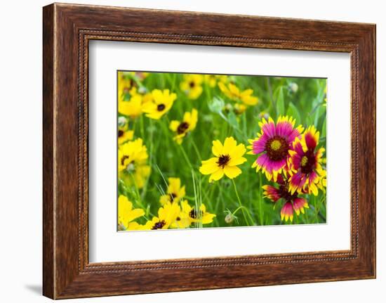 Prairie Wildflowers in Hill Country Near Johnson City, Texas, Usa-Chuck Haney-Framed Photographic Print