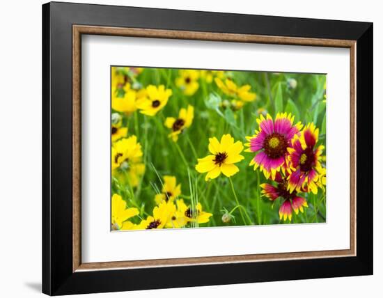 Prairie Wildflowers in Hill Country Near Johnson City, Texas, Usa-Chuck Haney-Framed Photographic Print