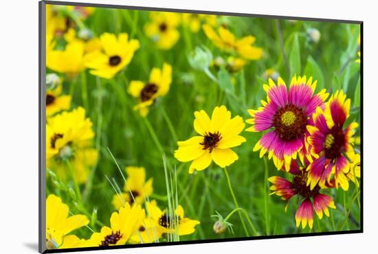 Prairie Wildflowers in Hill Country Near Johnson City, Texas, Usa-Chuck Haney-Mounted Photographic Print