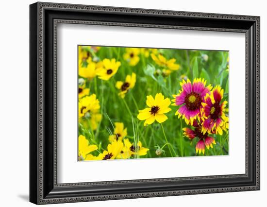 Prairie Wildflowers in Hill Country Near Johnson City, Texas, Usa-Chuck Haney-Framed Photographic Print