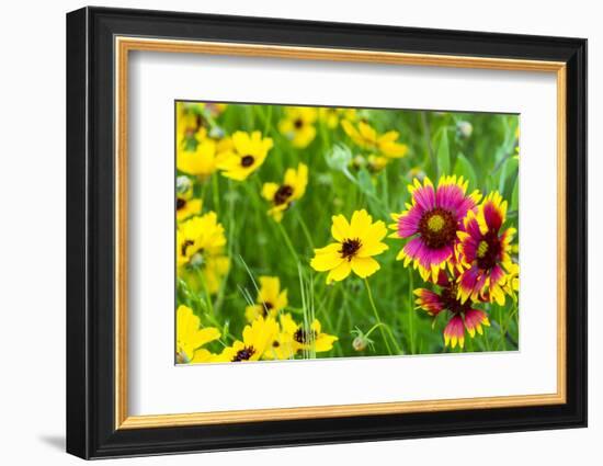 Prairie Wildflowers in Hill Country Near Johnson City, Texas, Usa-Chuck Haney-Framed Photographic Print