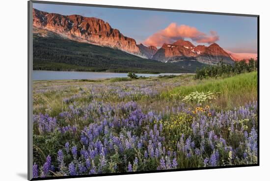 Prairie Wildflowers in Meadow in Glacier National Park, Montana, Usa-Chuck Haney-Mounted Photographic Print