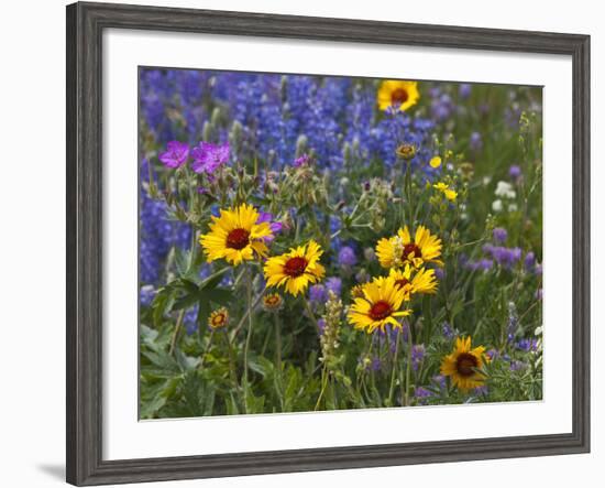 Prairie Wildflowers, Montana, Usa-Chuck Haney-Framed Photographic Print