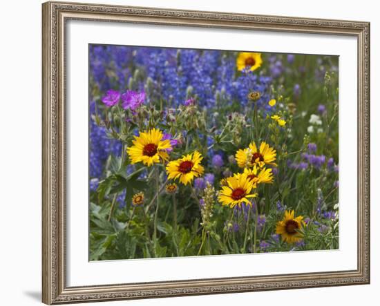 Prairie Wildflowers, Montana, Usa-Chuck Haney-Framed Photographic Print