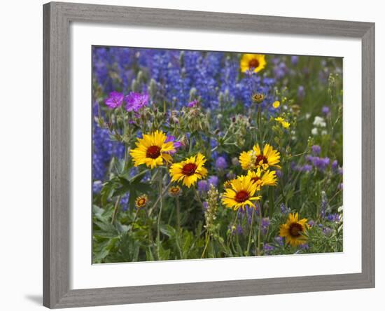 Prairie Wildflowers, Montana, Usa-Chuck Haney-Framed Photographic Print