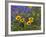 Prairie Wildflowers, Montana, Usa-Chuck Haney-Framed Photographic Print