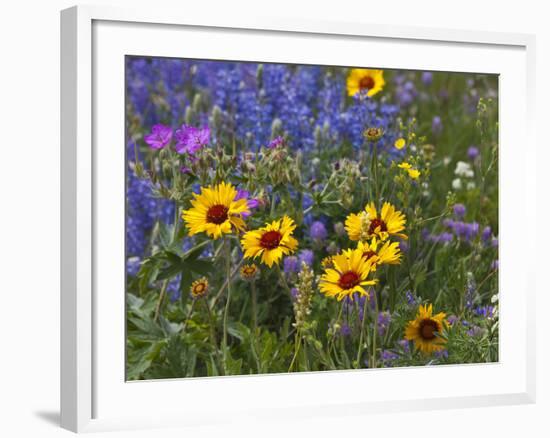 Prairie Wildflowers, Montana, Usa-Chuck Haney-Framed Photographic Print