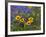 Prairie Wildflowers, Montana, Usa-Chuck Haney-Framed Photographic Print
