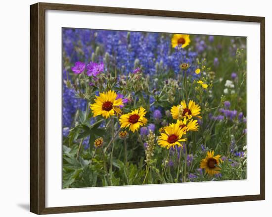 Prairie Wildflowers, Montana, Usa-Chuck Haney-Framed Photographic Print