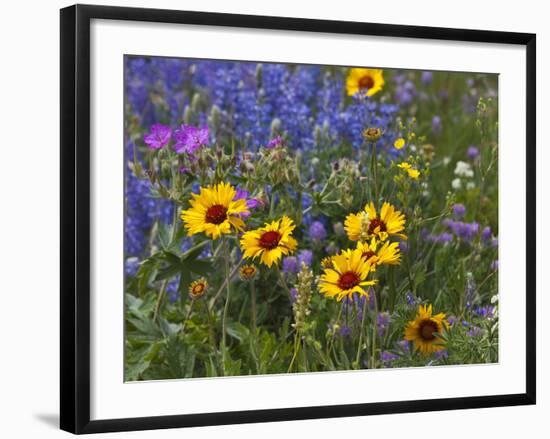 Prairie Wildflowers, Montana, Usa-Chuck Haney-Framed Photographic Print