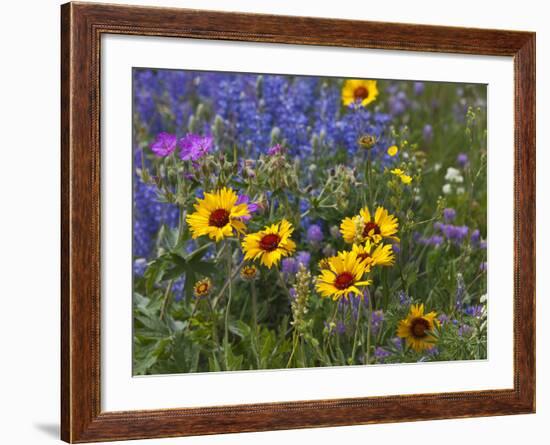 Prairie Wildflowers, Montana, Usa-Chuck Haney-Framed Photographic Print