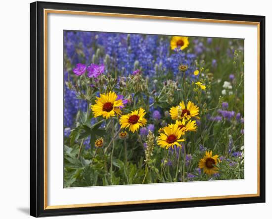 Prairie Wildflowers, Montana, Usa-Chuck Haney-Framed Photographic Print