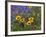 Prairie Wildflowers, Montana, Usa-Chuck Haney-Framed Photographic Print