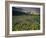 Prairie Wildflowers Near Lake Sherburne, Many Glacier Valley, Glacier National Park, Montana, USA-Chuck Haney-Framed Photographic Print