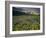 Prairie Wildflowers Near Lake Sherburne, Many Glacier Valley, Glacier National Park, Montana, USA-Chuck Haney-Framed Photographic Print