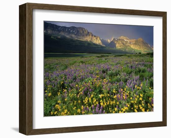 Prairie Wildflowers Near Lake Sherburne, Many Glacier Valley, Glacier National Park, Montana, USA-Chuck Haney-Framed Photographic Print