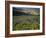 Prairie Wildflowers Near Lake Sherburne, Many Glacier Valley, Glacier National Park, Montana, USA-Chuck Haney-Framed Photographic Print