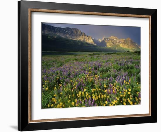 Prairie Wildflowers Near Lake Sherburne, Many Glacier Valley, Glacier National Park, Montana, USA-Chuck Haney-Framed Photographic Print