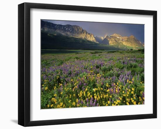 Prairie Wildflowers Near Lake Sherburne, Many Glacier Valley, Glacier National Park, Montana, USA-Chuck Haney-Framed Photographic Print