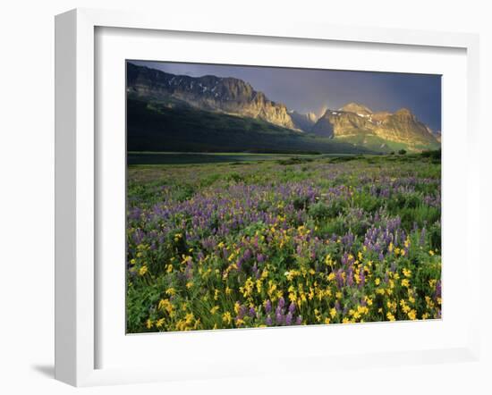 Prairie Wildflowers Near Lake Sherburne, Many Glacier Valley, Glacier National Park, Montana, USA-Chuck Haney-Framed Photographic Print