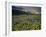 Prairie Wildflowers Near Lake Sherburne, Many Glacier Valley, Glacier National Park, Montana, USA-Chuck Haney-Framed Photographic Print