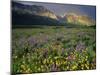 Prairie Wildflowers Near Lake Sherburne, Many Glacier Valley, Glacier National Park, Montana, USA-Chuck Haney-Mounted Photographic Print