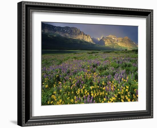 Prairie Wildflowers Near Lake Sherburne, Many Glacier Valley, Glacier National Park, Montana, USA-Chuck Haney-Framed Photographic Print