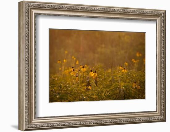 Prairie Wildflowers-Steve Gadomski-Framed Photographic Print