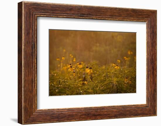 Prairie Wildflowers-Steve Gadomski-Framed Photographic Print