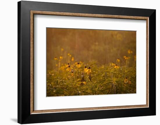 Prairie Wildflowers-Steve Gadomski-Framed Photographic Print