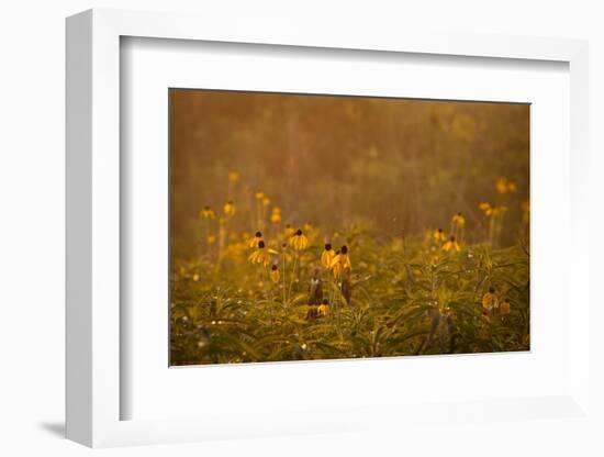 Prairie Wildflowers-Steve Gadomski-Framed Photographic Print