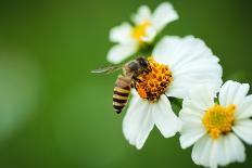 Flower Blossom And Bee-prajit48-Framed Photographic Print