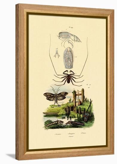 Pram Bug Amphipod, 1833-39-null-Framed Premier Image Canvas
