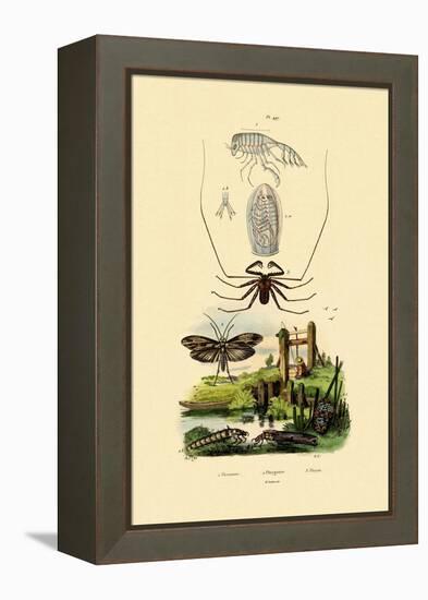 Pram Bug Amphipod, 1833-39-null-Framed Premier Image Canvas