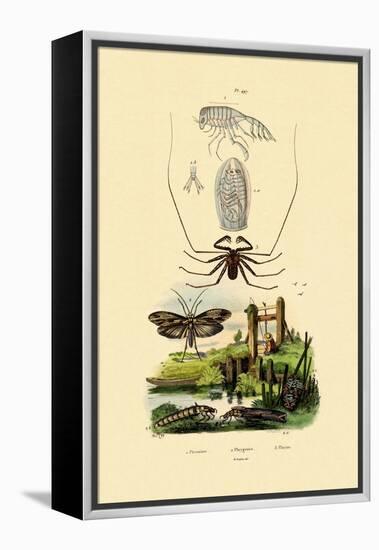 Pram Bug Amphipod, 1833-39-null-Framed Premier Image Canvas