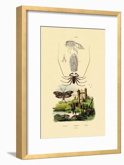 Pram Bug Amphipod, 1833-39-null-Framed Giclee Print