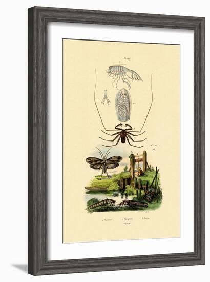 Pram Bug Amphipod, 1833-39-null-Framed Giclee Print