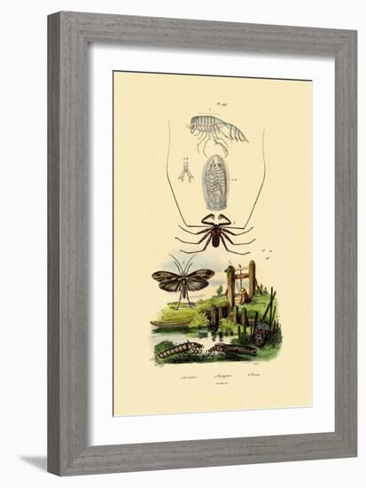 Pram Bug Amphipod, 1833-39-null-Framed Giclee Print