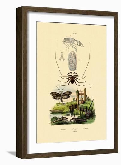 Pram Bug Amphipod, 1833-39--Framed Giclee Print