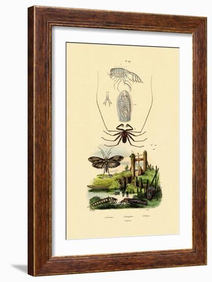 Pram Bug Amphipod, 1833-39-null-Framed Giclee Print