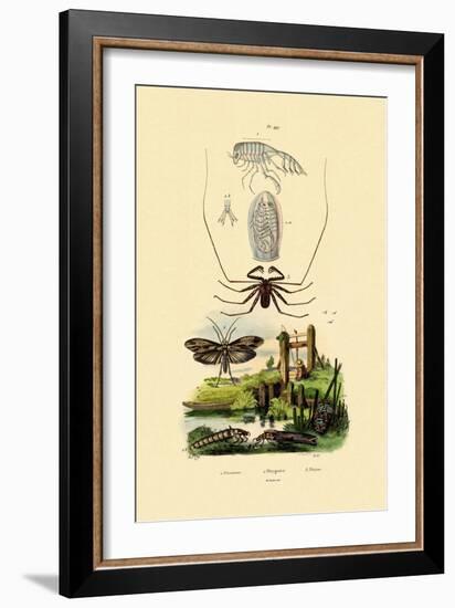 Pram Bug Amphipod, 1833-39-null-Framed Giclee Print