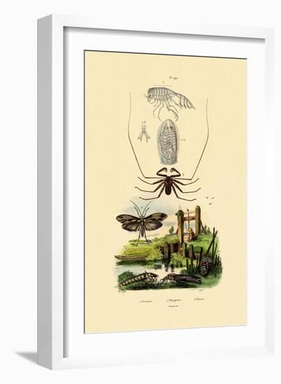 Pram Bug Amphipod, 1833-39-null-Framed Giclee Print